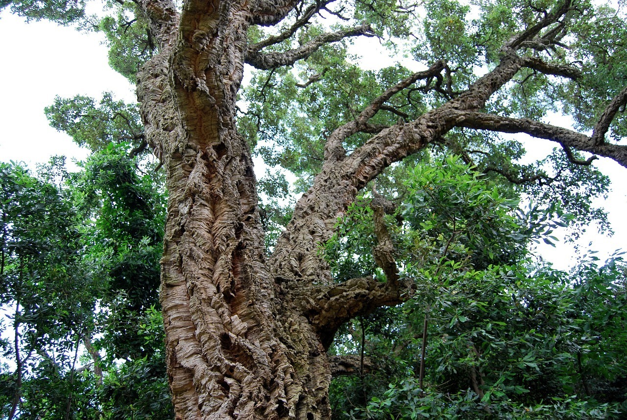 cork, cork oak, nature-228449.jpg