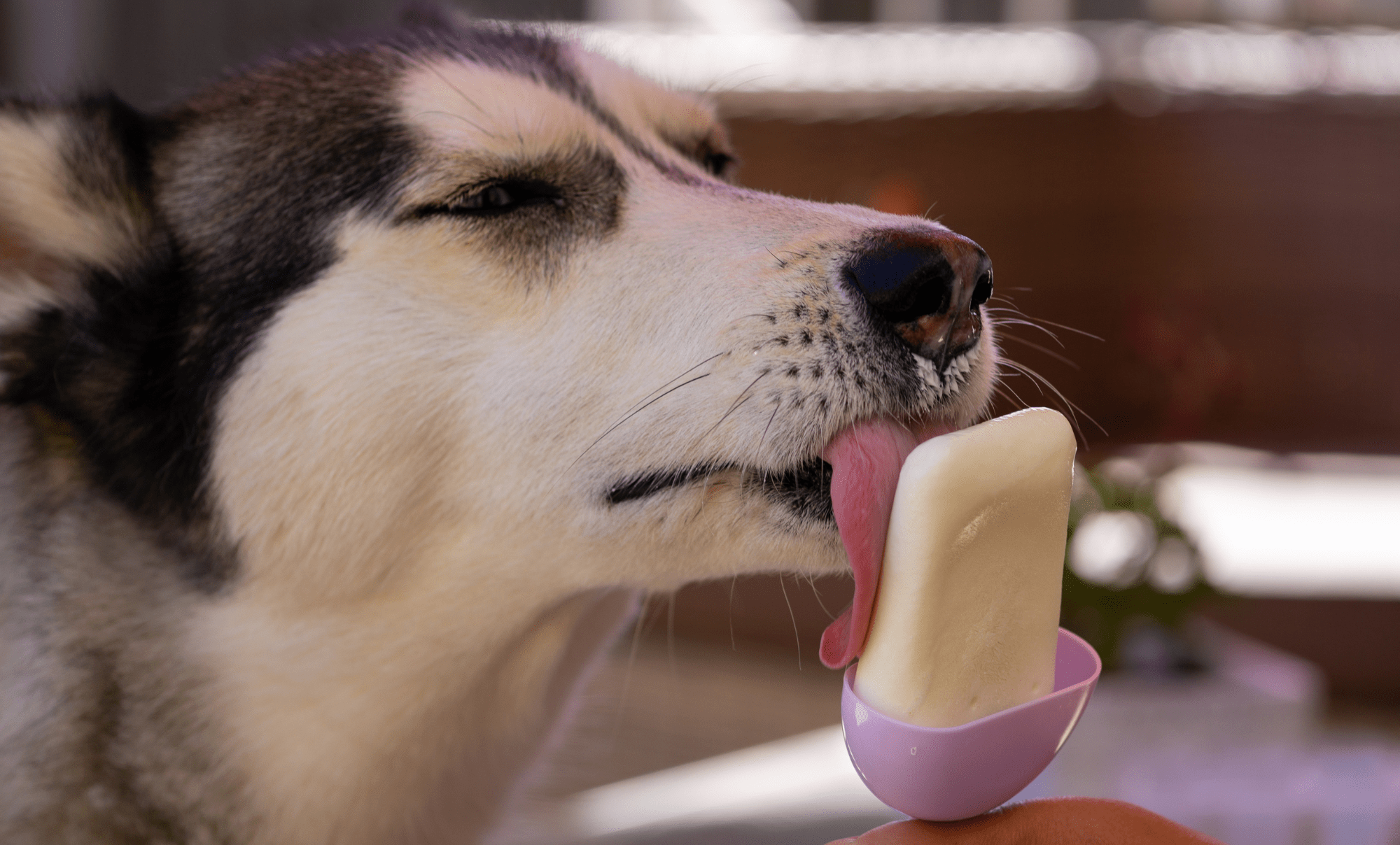 Hund schleckt Eiscreme